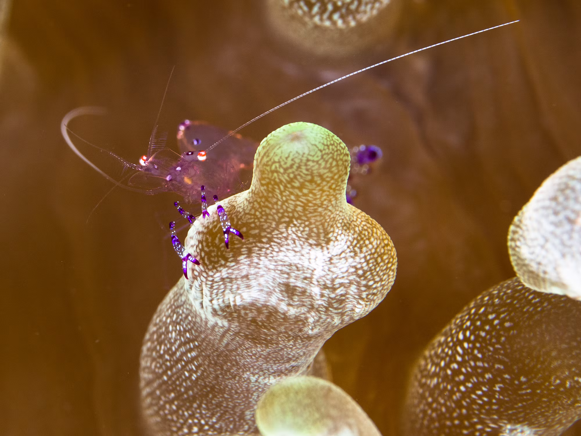 Discovering the Depths: A Journey Through the World of Diving